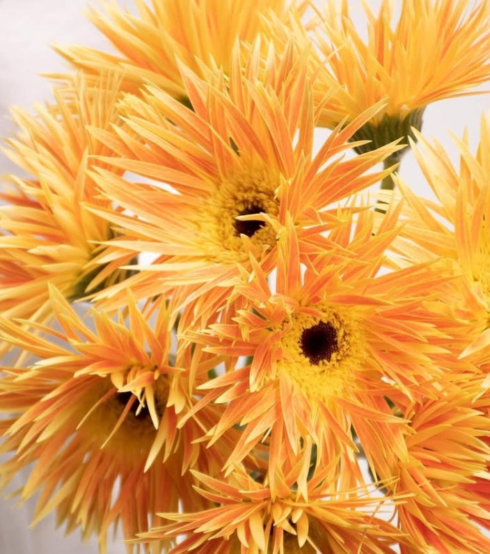 Gerbera 'Anacleto' 50 Seeds
