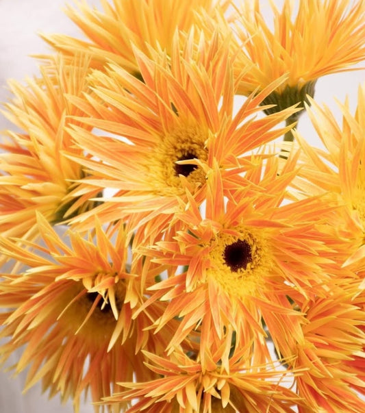 Gerbera 'Anacleto' 50 Seeds