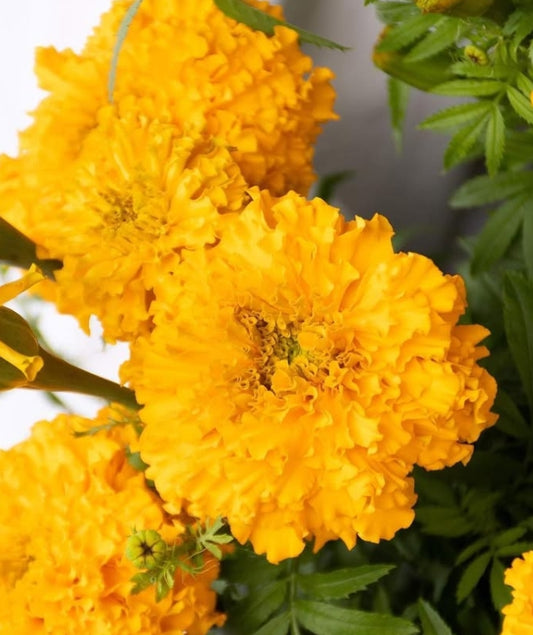 Tagetes ( Marigold ) 'Garuda gold' 100 Seeds