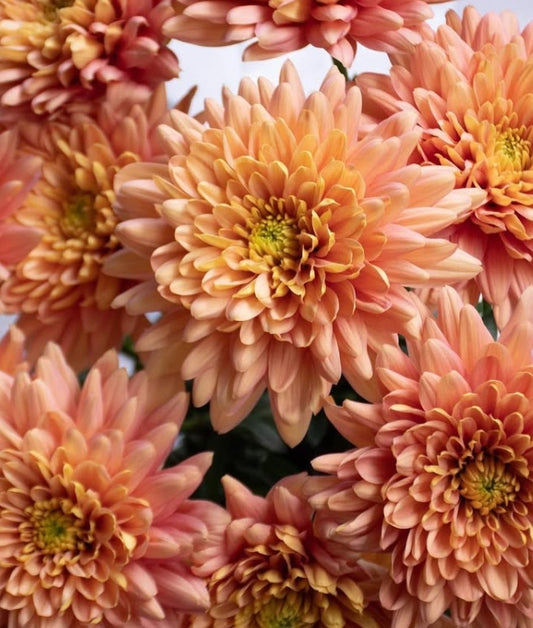 Chrysanthemum morifolium 'Baltica salmon' 100 Seeds
