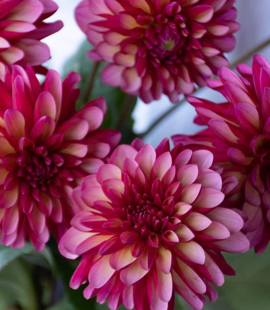 Dahlia 'Echigokomachi' 100 Seeds