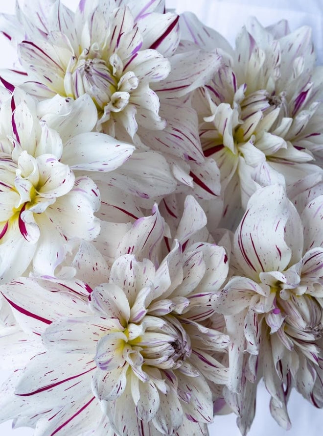 Dahlia 'Snow parade' 100 Seeds
