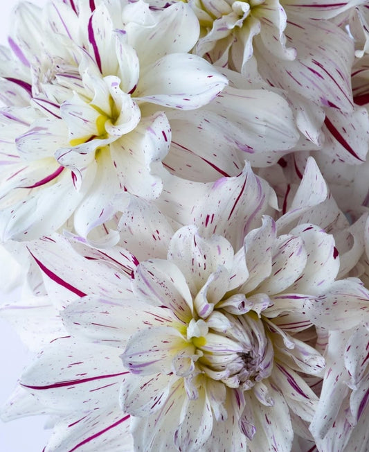 Dahlia 'Snow parade' 100 Seeds