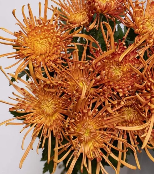 Chrysanthemum morifolium 'Itoaya' 100 Seeds