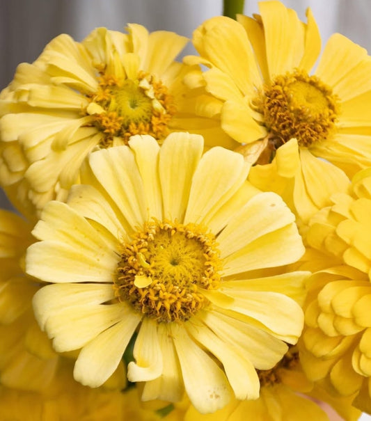 Zinnia 'honey butter' 50 Seeds