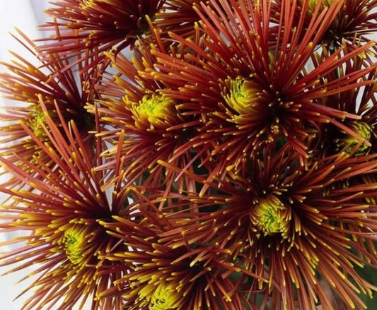 Chrysanthemum morifolium 'Chispa' 100 Seeds