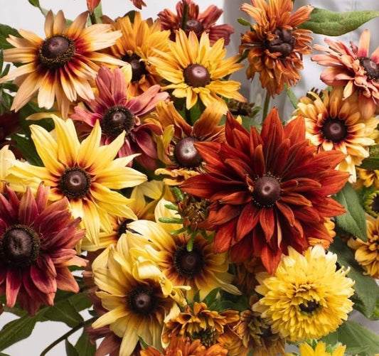 Rudbeckia 'Antique' 100 Seeds