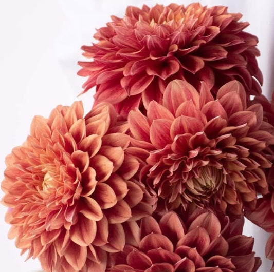 Dahlia 'Antique Hamilton' 100 Seeds
