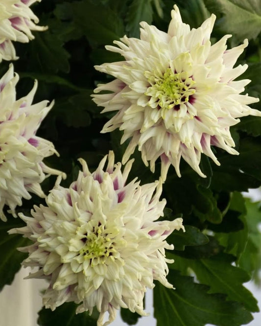 Chrysanthemum morifolium 'Typhoon' 100 Seeds