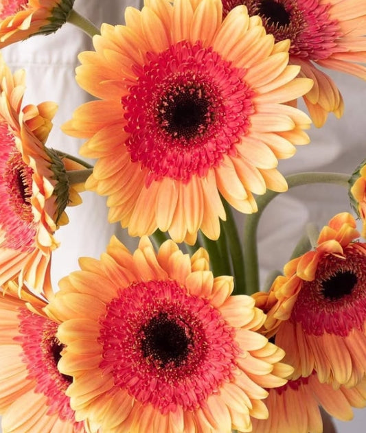 Gerbera 'Julia' 50 Seeds