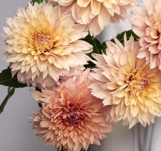 Dahlia 'Dahsur' 100 Seeds