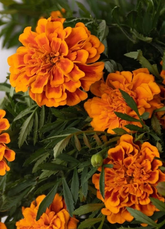Tagetes ( marigold ) patula 100 Seeds