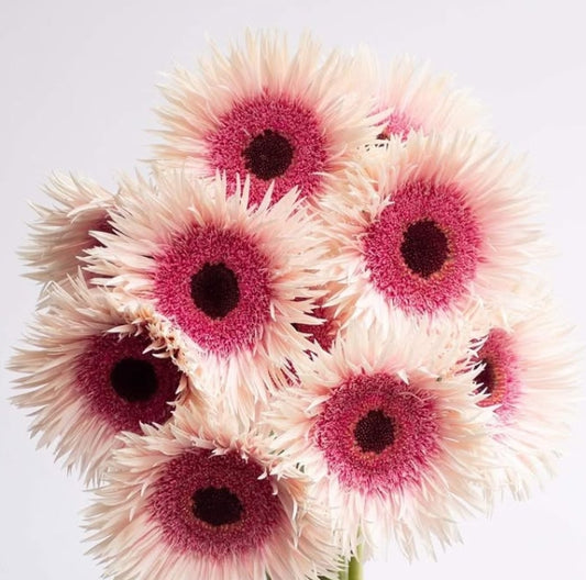 Gerbera 'Stunt' 50 Seeds