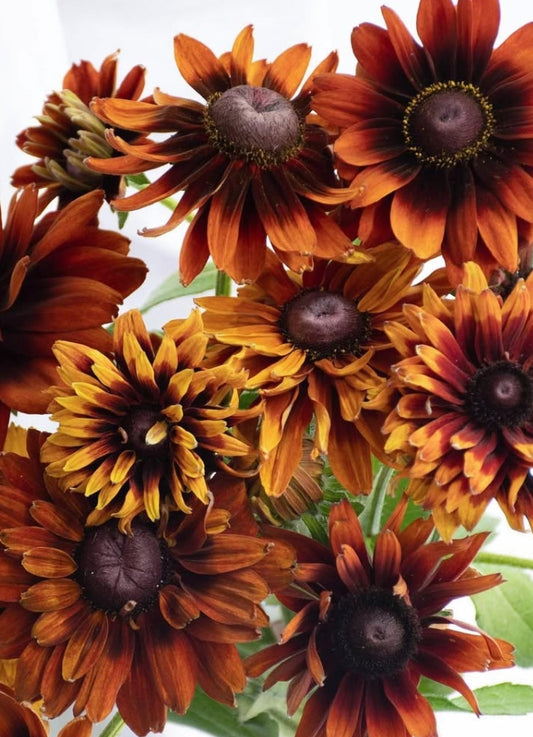 Rudbeckia 'Cherokee Sunset' 100 Seeds