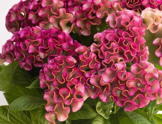 Celosia 'Asuka select kira purple' 60 Seeds