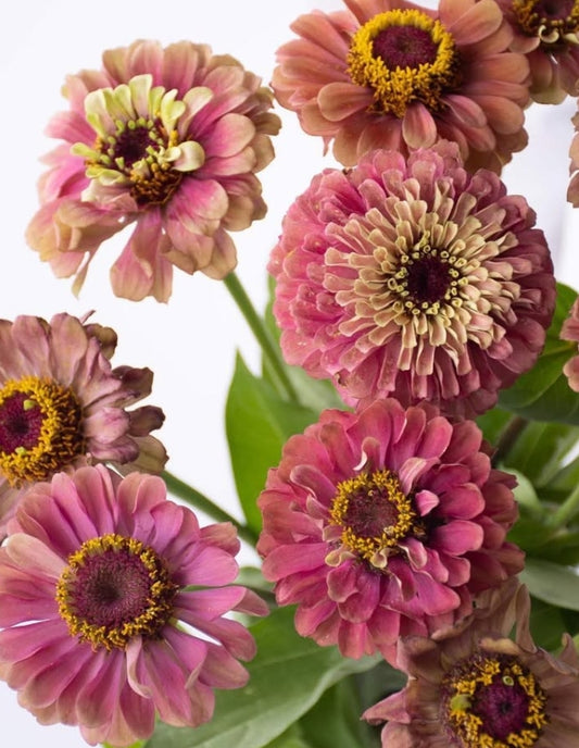 Zinnia elegans 'Queen red lime' 50 Seeds