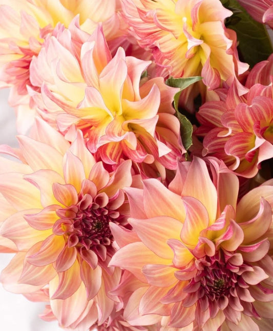 Dahlia 'à la mode' 100 Seeds