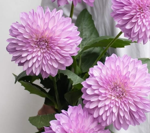 Dahlia 'PBP' 100 Seeds