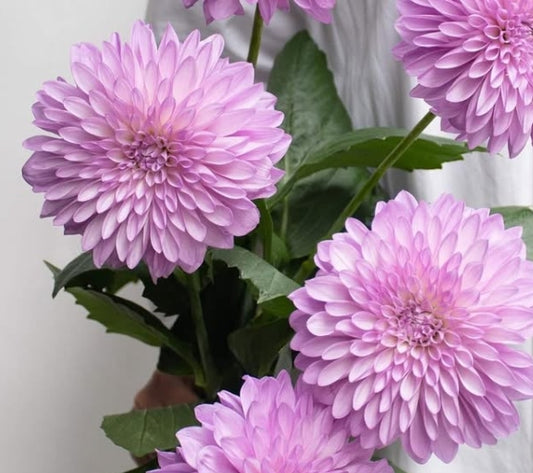 Dahlia 'PBP' 100 Seeds