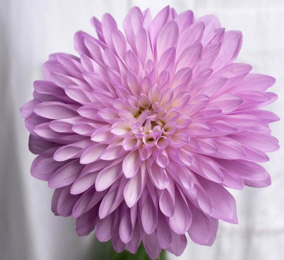 Dahlia 'PBP' 100 Seeds