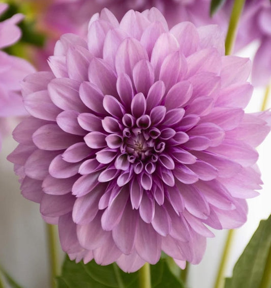 Dahlia 'Moon stone' 100 Seeds