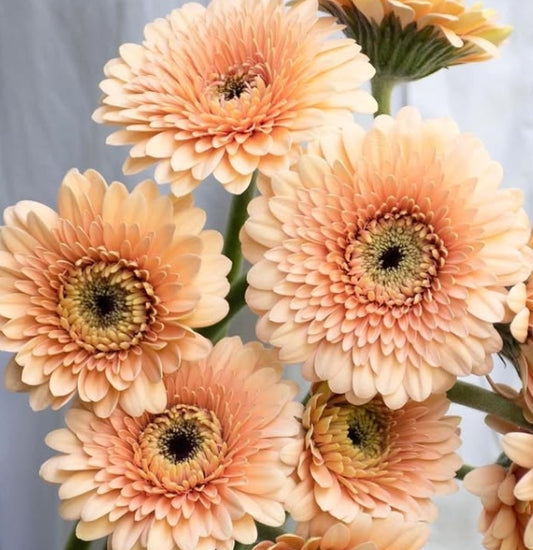 Gerbera 'Jay jay' 50 Seeds