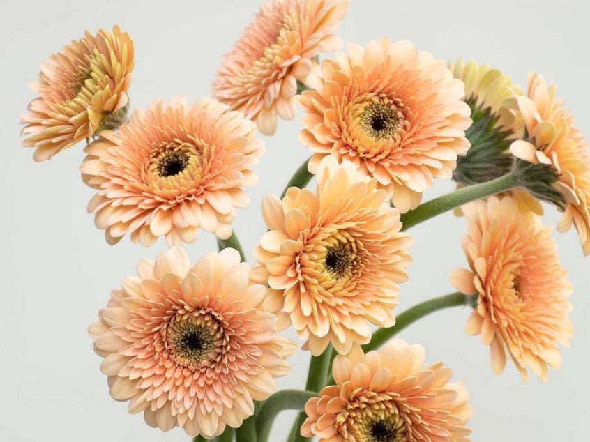 Gerbera 'Jay jay' 50 Seeds
