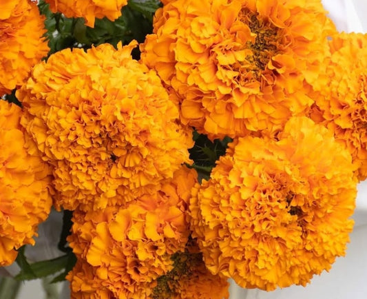 Tagetes ( Marigold ) 'Optiva orange' 100 Seeds
