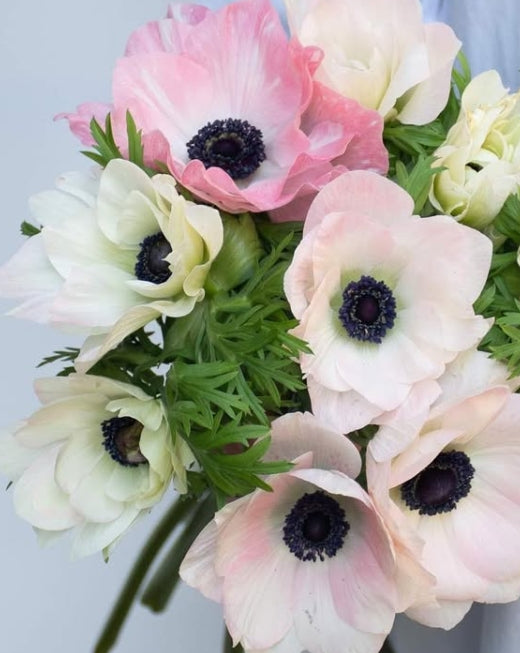Anemone 'Rosaciaro mistral' 6 Bulbs