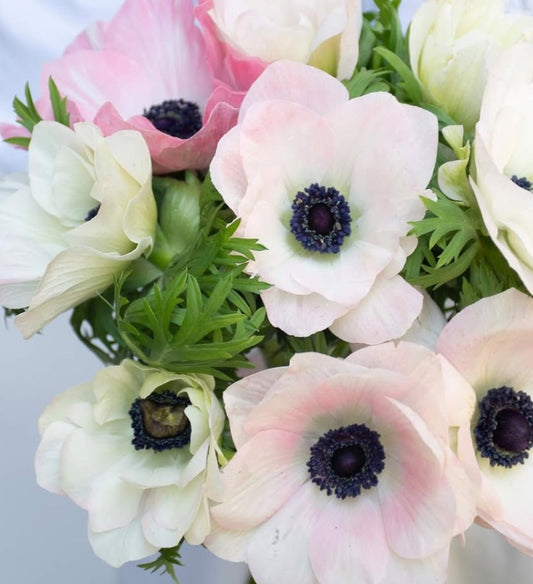 Anemone 'Rosaciaro mistral' 6 Bulbs