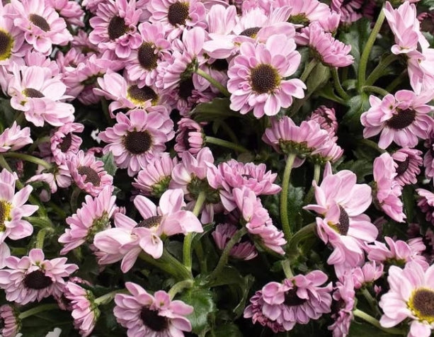 Chrysanthemum morifolium 'Yin yang pink' 100 Seeds