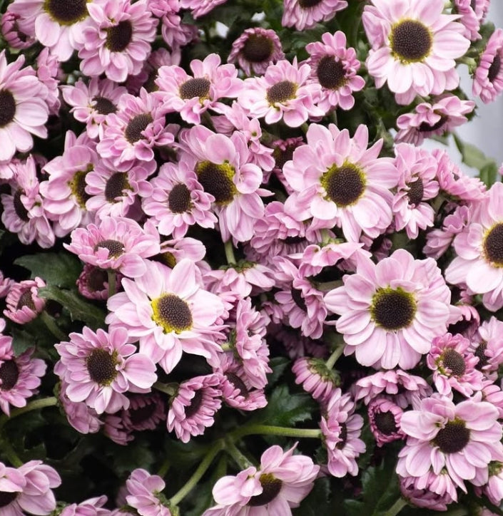 Chrysanthemum morifolium 'Yin yang pink' 100 Seeds