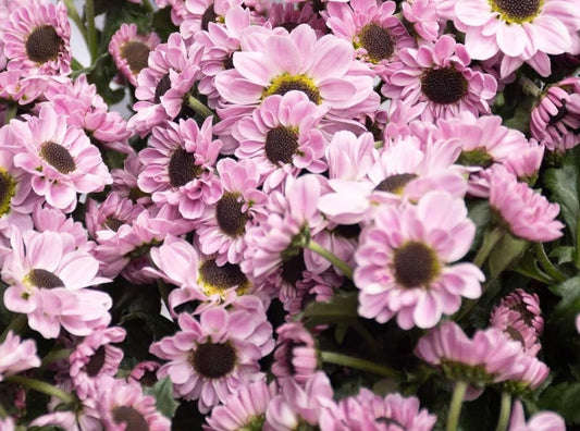 Chrysanthemum morifolium 'Yin yang pink' 100 Seeds