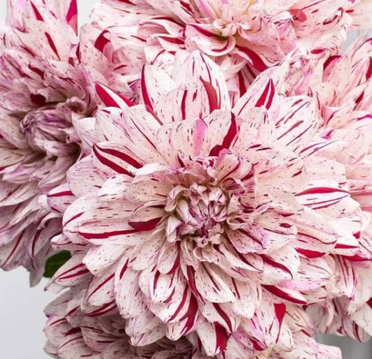 Dahlia 'Sunayama' 100 Seeds