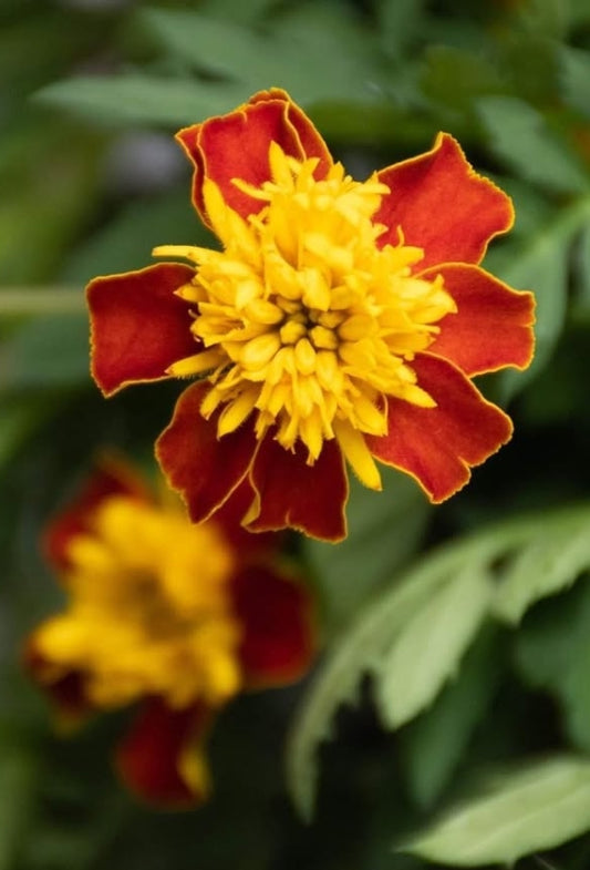 Tagetes ( Marigold ) 'Solan' 100 Seeds
