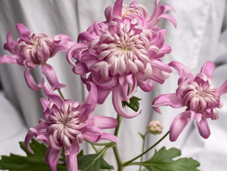 Chrysanthemum morifolium 'Sei Manoa' 100 Seeds