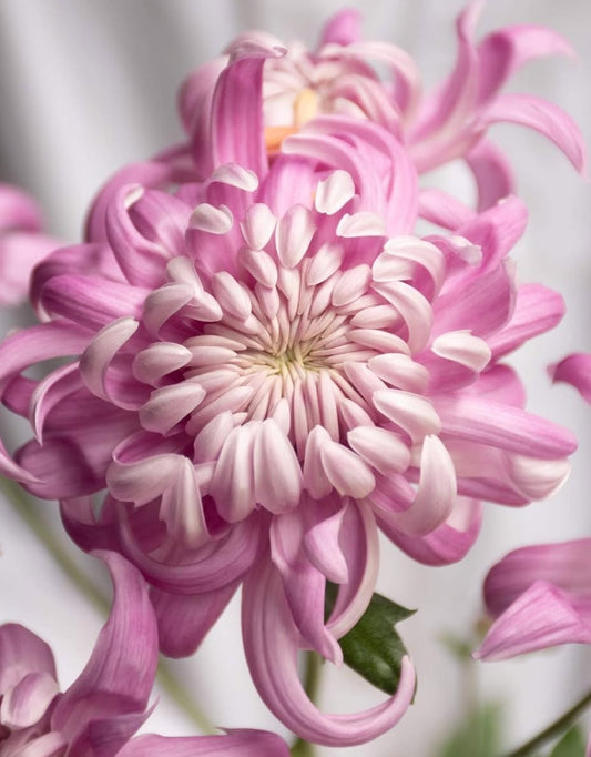 Chrysanthemum morifolium 'Sei Manoa' 100 Seeds