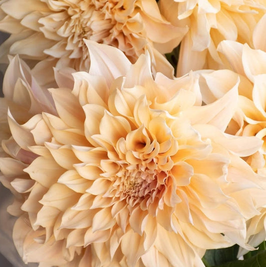 Dahlia 'Café au lait' 100 Seeds