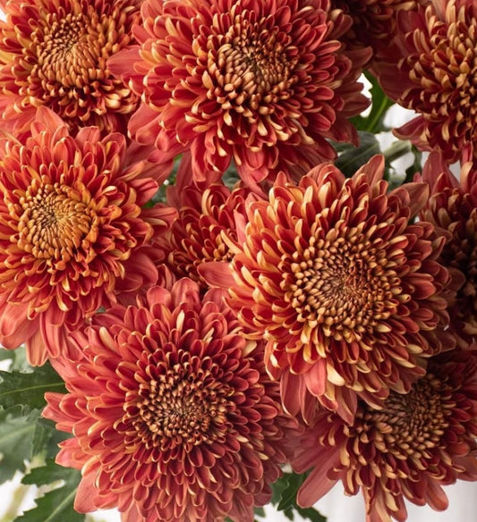 Chrysanthemum morifolium 'Hornbill salmon (summer version)' 100 Seeds