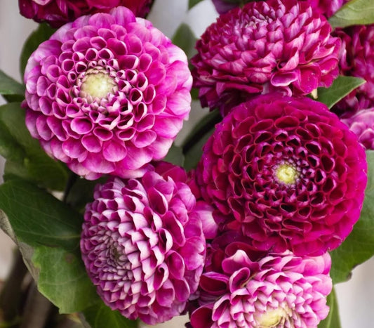 Dahlia 'Iori' 100 Seeds