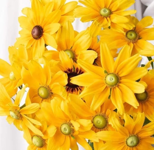 Rudbeckia 'Prairie sun' 100 Seeds
