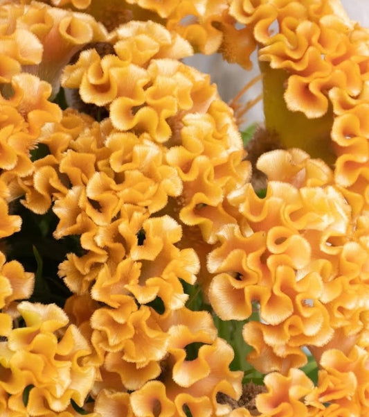 Celosia 'Christy gold' 60 Seeds