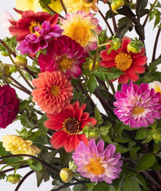 Dahlia 'Mini dahlia' 100 Seeds
