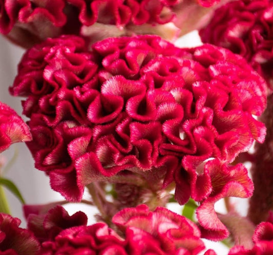 Celosia 'Christie scarlet' 60 Seeds