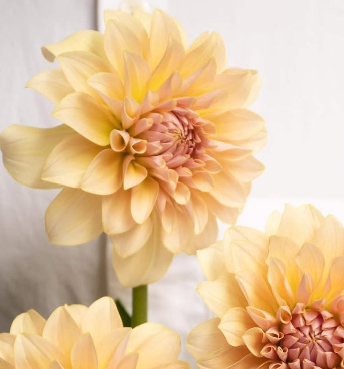 Dahlia 'Comel' 100 Seeds