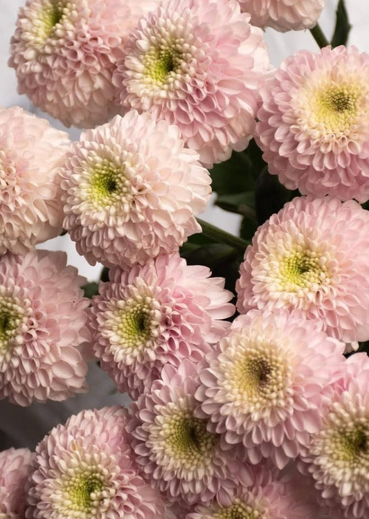 Chrysanthemum morifolium 'Shabon' 100 Seeds