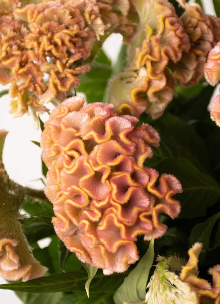 Celosia argentea 'Act ziba' 60 Seeds