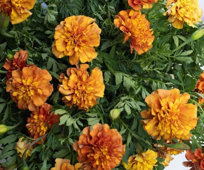 Tagetes ( Marigold ) 'Strawberry blonde' 100 Seeds