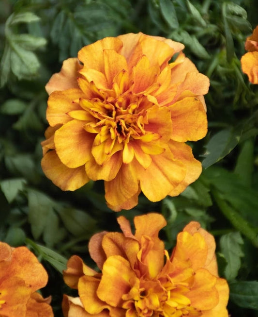 Tagetes ( Marigold ) 'Strawberry blonde' 100 Seeds