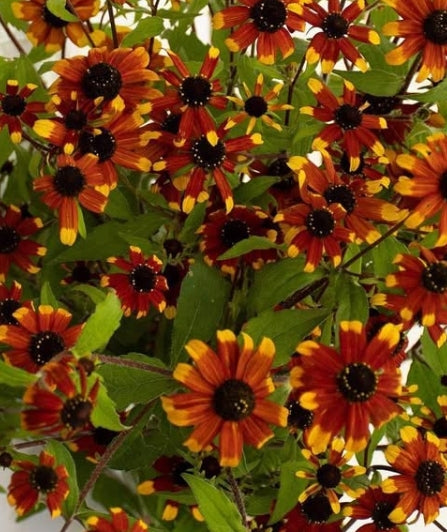 Rudbeckia triloba 'Prairie Glow' 100 Seeds